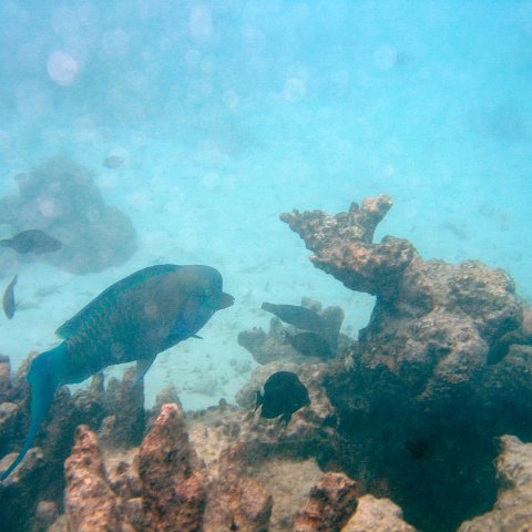 coralsurverynevisfourseasons_071 coralsurverynevisfourseasons_071