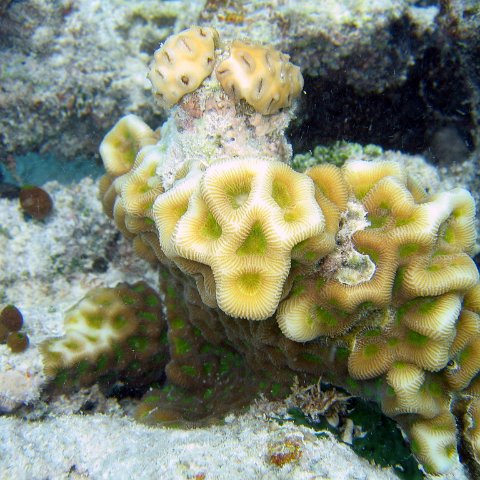 coralsurverynevisfourseasons_073 coralsurverynevisfourseasons_073