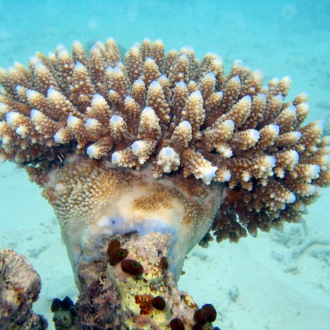 coralsurverynevisfourseasons_074 coralsurverynevisfourseasons_074