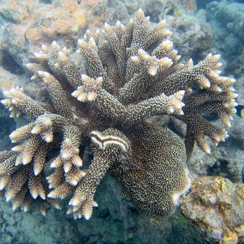 coralsurverynevisfourseasons_075 coralsurverynevisfourseasons_075