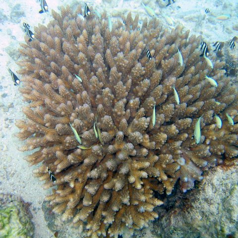 coralsurverynevisfourseasons_077 coralsurverynevisfourseasons_077
