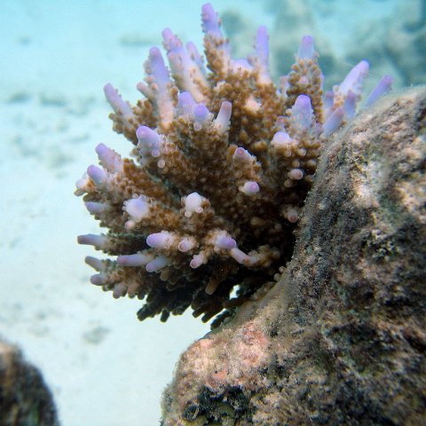 coralsurverynevisfourseasons_081 coralsurverynevisfourseasons_081