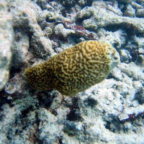 coralsurverynevisfourseasons_083 coralsurverynevisfourseasons_083