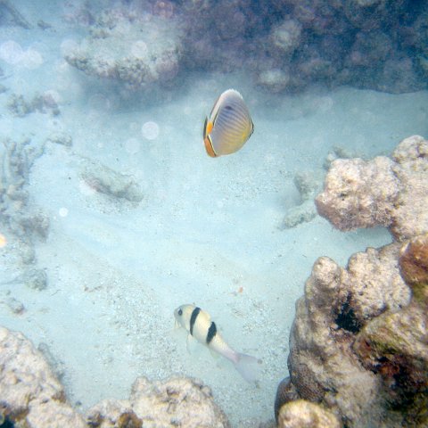 coralsurverynevisfourseasons_084 coralsurverynevisfourseasons_084