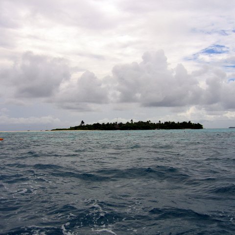 coralsurverynevisfourseasons_085 coralsurverynevisfourseasons_085