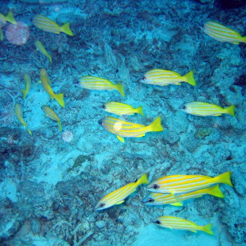 coralsurverynevisfourseasons_087 coralsurverynevisfourseasons_087