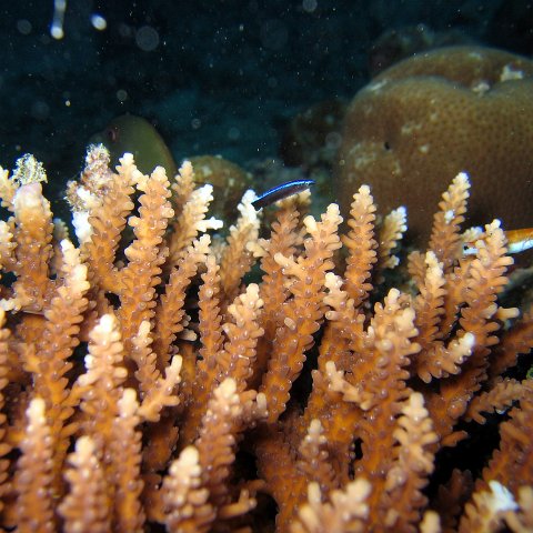 coralsurverynevisfourseasons_089 coralsurverynevisfourseasons_089