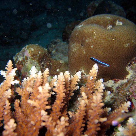 coralsurverynevisfourseasons_090 coralsurverynevisfourseasons_090