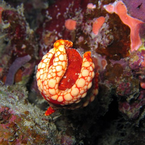 coralsurverynevisfourseasons_092 coralsurverynevisfourseasons_092