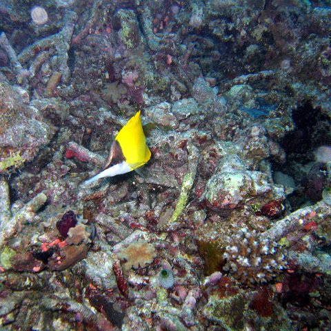 coralsurverynevisfourseasons_093 coralsurverynevisfourseasons_093