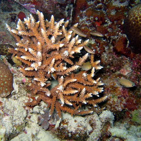 coralsurverynevisfourseasons_098 coralsurverynevisfourseasons_098