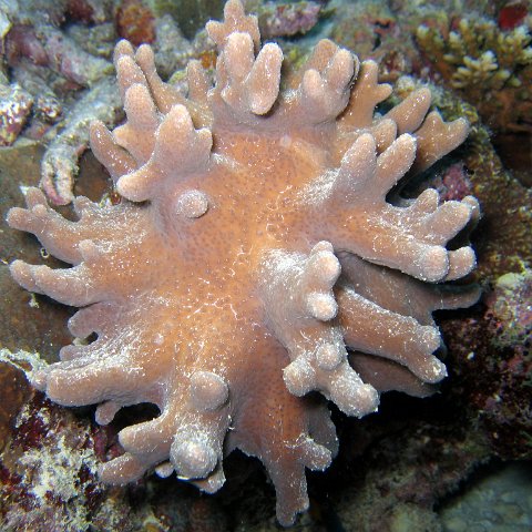 coralsurverynevisfourseasons_099 coralsurverynevisfourseasons_099