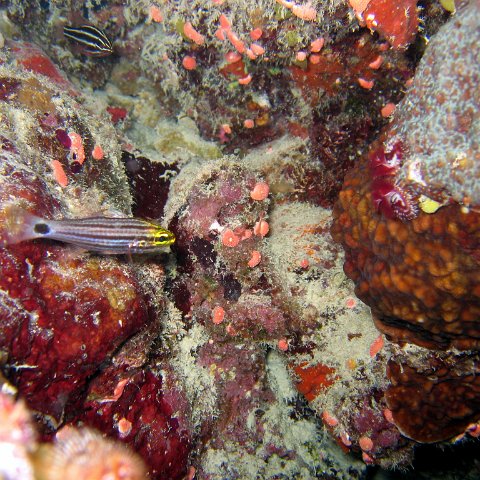 coralsurverynevisfourseasons_101 coralsurverynevisfourseasons_101