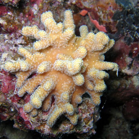 coralsurverynevisfourseasons_104 coralsurverynevisfourseasons_104