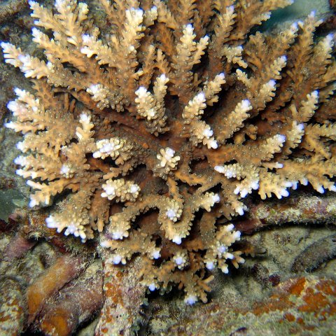 coralsurverynevisfourseasons_105 coralsurverynevisfourseasons_105
