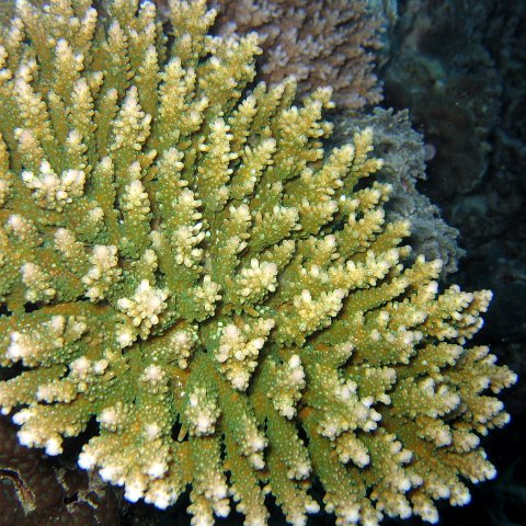 coralsurverynevisfourseasons_106 coralsurverynevisfourseasons_106