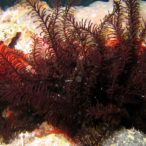 coralsurverynevisfourseasons_112 coralsurverynevisfourseasons_112