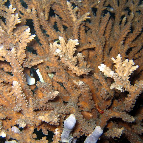 coralsurverynevisfourseasons_114 coralsurverynevisfourseasons_114