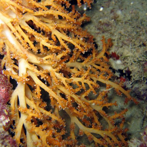 coralsurverynevisfourseasons_115 coralsurverynevisfourseasons_115