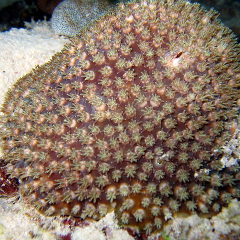 coralsurverynevisfourseasons_116 coralsurverynevisfourseasons_116