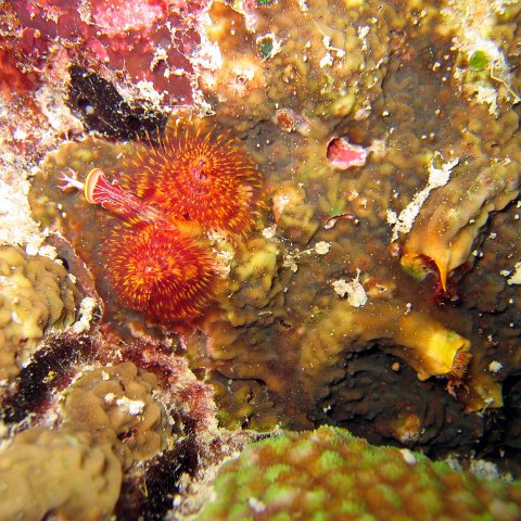 coralsurverynevisfourseasons_120 coralsurverynevisfourseasons_120
