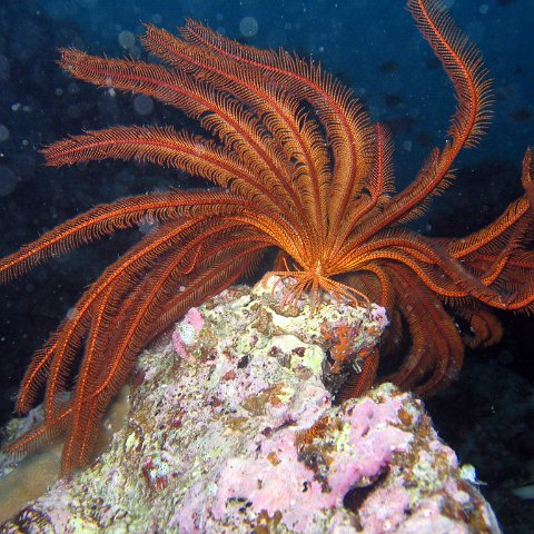 coralsurverynevisfourseasons_121 coralsurverynevisfourseasons_121