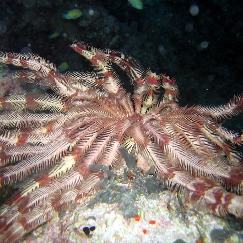 coralsurverynevisfourseasons_125 coralsurverynevisfourseasons_125