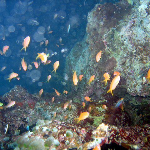 coralsurverynevisfourseasons_126 coralsurverynevisfourseasons_126