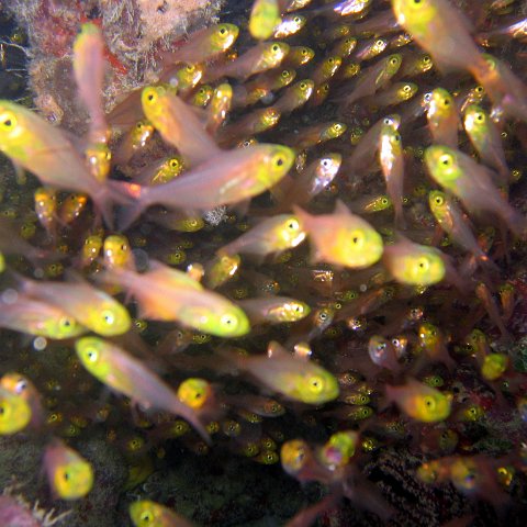 coralsurverynevisfourseasons_128 coralsurverynevisfourseasons_128
