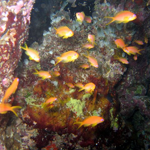 coralsurverynevisfourseasons_129 coralsurverynevisfourseasons_129
