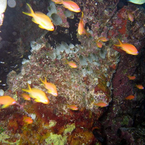 coralsurverynevisfourseasons_130 coralsurverynevisfourseasons_130