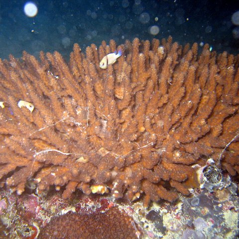 coralsurverynevisfourseasons_134 coralsurverynevisfourseasons_134