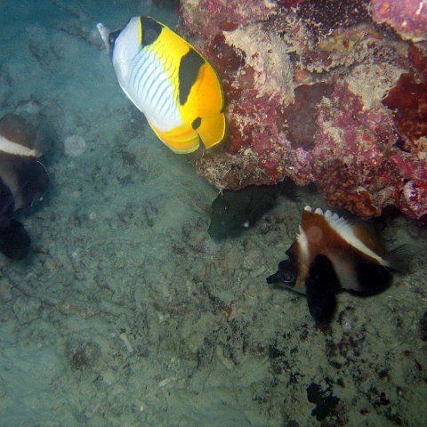 coralsurverynevisfourseasons_135 coralsurverynevisfourseasons_135