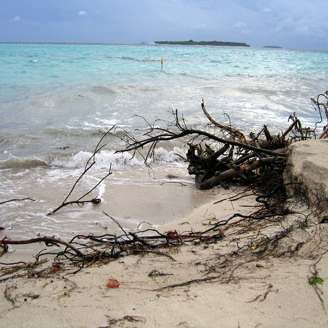 coralsurverynevisfourseasons_145 coralsurverynevisfourseasons_145