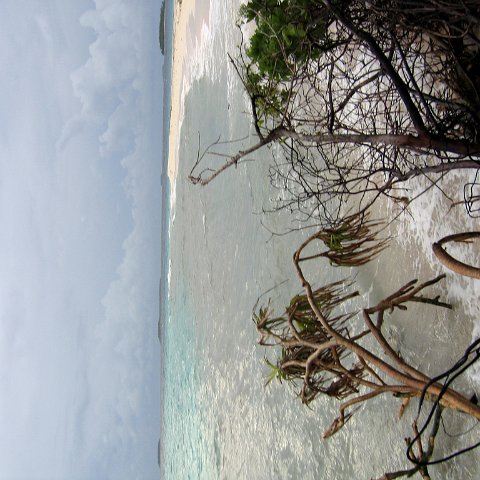 coralsurverynevisfourseasons_147 coralsurverynevisfourseasons_147