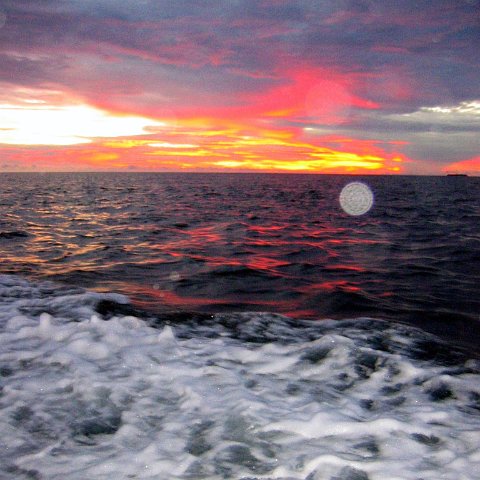 coralsurverynevisfourseasons_198 coralsurverynevisfourseasons_198