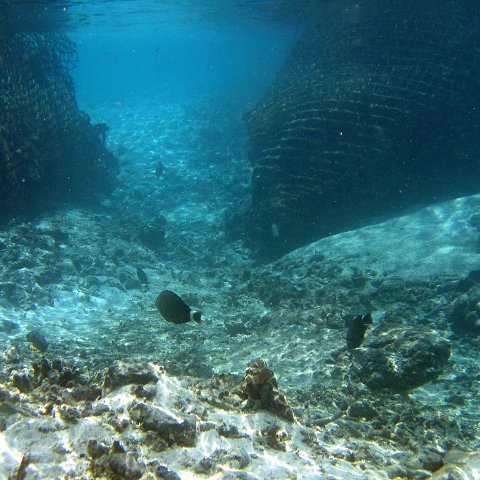 coralsurverynevisfourseasons_044 coralsurverynevisfourseasons_044
