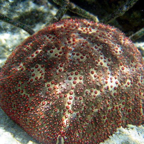 coralsurverynevisfourseasons_045 coralsurverynevisfourseasons_045