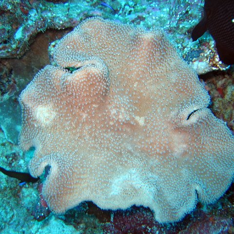 coralsurverynevisfourseasons_104 coralsurverynevisfourseasons_104