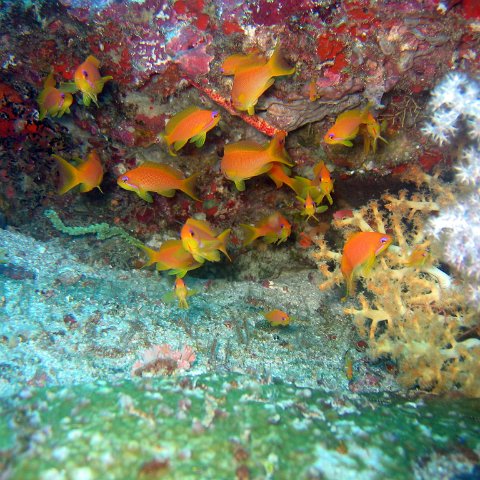 coralsurverynevisfourseasons_116 coralsurverynevisfourseasons_116