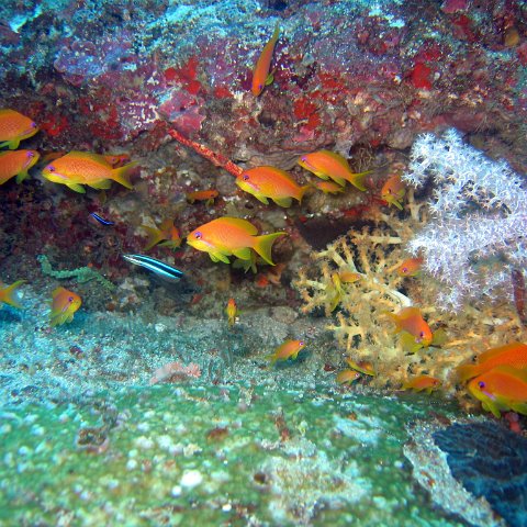 coralsurverynevisfourseasons_117 coralsurverynevisfourseasons_117