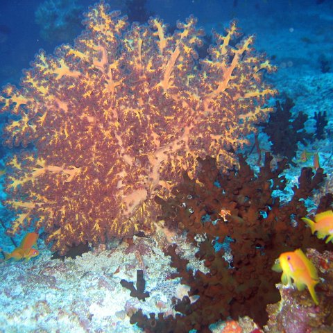 coralsurverynevisfourseasons_118 coralsurverynevisfourseasons_118