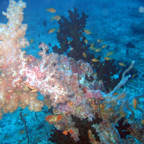 coralsurverynevisfourseasons_119 coralsurverynevisfourseasons_119