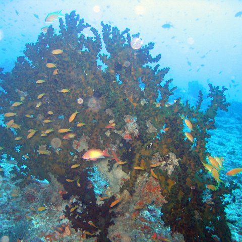 coralsurverynevisfourseasons_120 coralsurverynevisfourseasons_120