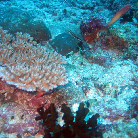 coralsurverynevisfourseasons_121 coralsurverynevisfourseasons_121