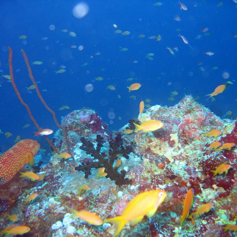 coralsurverynevisfourseasons_123 coralsurverynevisfourseasons_123