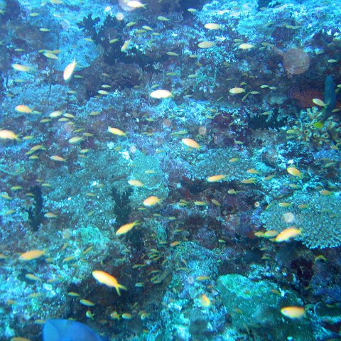 coralsurverynevisfourseasons_124 coralsurverynevisfourseasons_124