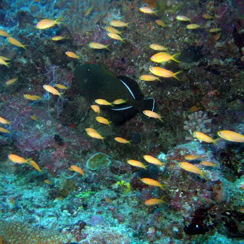 coralsurverynevisfourseasons_125 coralsurverynevisfourseasons_125