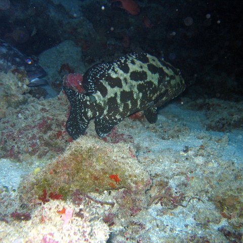 coralsurverynevisfourseasons_127 coralsurverynevisfourseasons_127