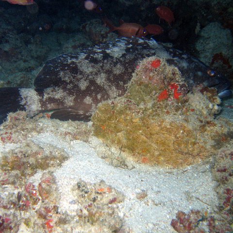 coralsurverynevisfourseasons_128 coralsurverynevisfourseasons_128